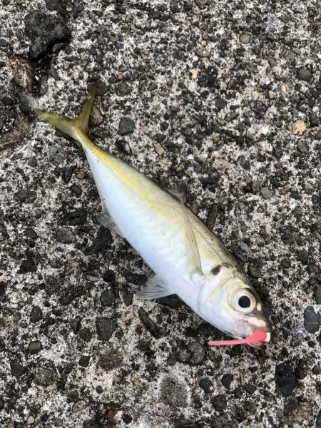 渋い釣果が続きます